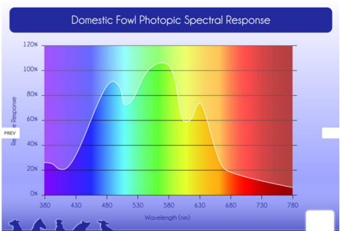 Visible Light Spectrum of Human and Chicken