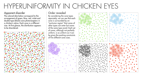 What kind of color is good for chickens?