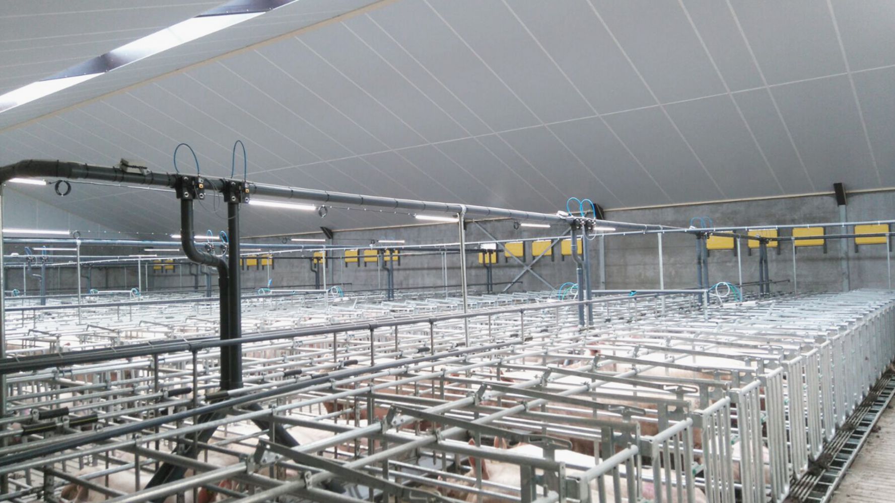 lighting for pig house