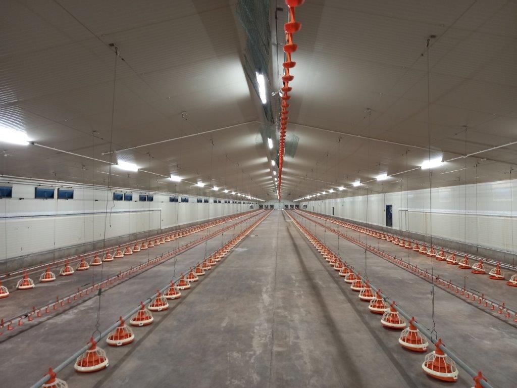 broiler lighting system