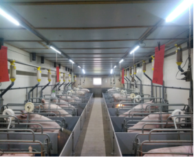 Hontehc-wins内部文章-Effects of Lighting Technology on Pig Welfare and4544.png