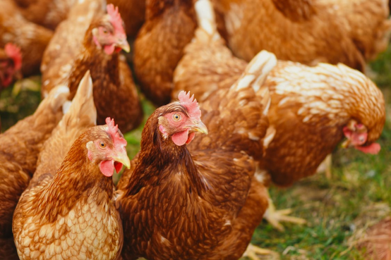 hontech-wins内部文章-How Light Flicker Affect the Poultry Production920.png