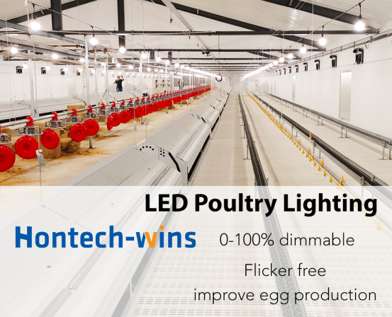 hontech-wins内部文章-How Light Flicker Affect the Poultry Production3392.png