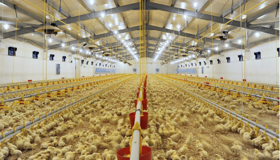 Hontech-wins内部文章-6 Major Benefits of Poultry LED Lighting783.png