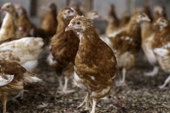 最终确认版-Hontech-wins内部文章-All About LED Lighting Systems in Poultry Industry 2022061234.png