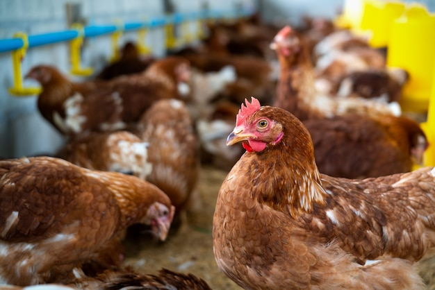 ----11 of 24 - 鸿远微思 - LED light for chickens The Best Color You Should Know927.png