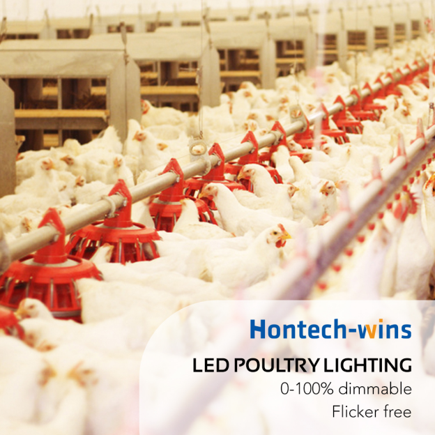 ----11 of 24 - 鸿远微思 - LED light for chickens The Best Color You Should Know3062.png