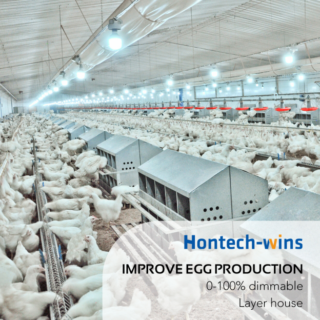 ----11 of 24 - 鸿远微思 - LED light for chickens The Best Color You Should Know5451.png