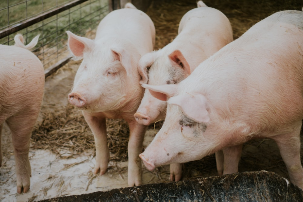 15 of 24 - 鸿远微思 - How to Use Pig Lighting to Optimize Pig Welfare851.png