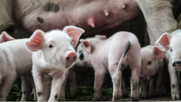15 of 24 - 鸿远微思 - How to Use Pig Lighting to Optimize Pig Welfare2624.png