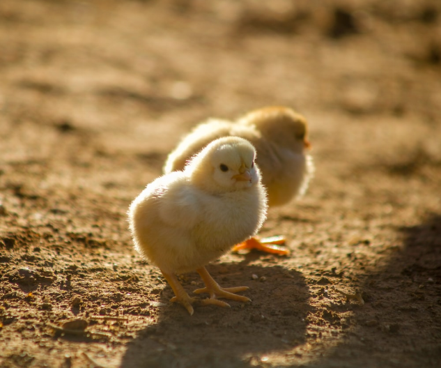 16 of 24 - 鸿远微思 - Why Choose LED Poultry Lighting Rather Than Incandescent Lamps in Poultry Farms846.png