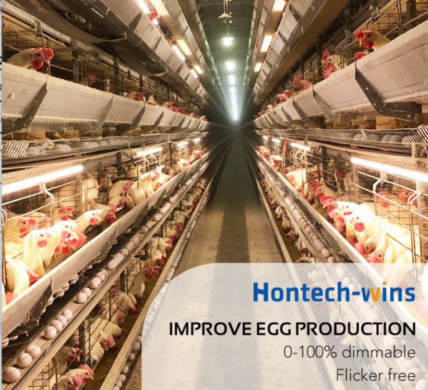 16 of 24 - 鸿远微思 - Why Choose LED Poultry Lighting Rather Than Incandescent Lamps in Poultry Farms4538.png