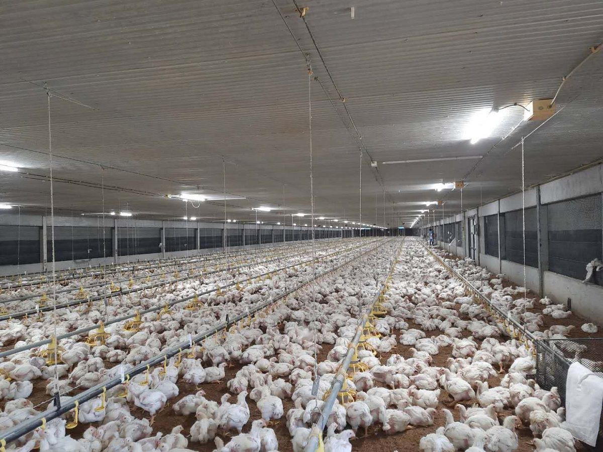 A Comprehensive Guide to Raising Baby Chicks in th