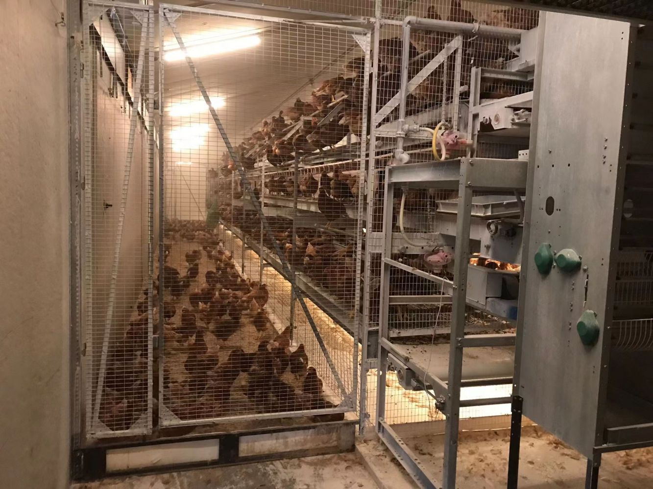 Lighting the Path to Profits: Poultry Lighting for